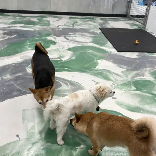 Overnight guest settled in at K9 Rox Club